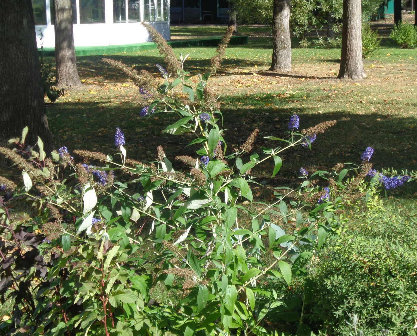 Изображение особи Buddleja davidii.