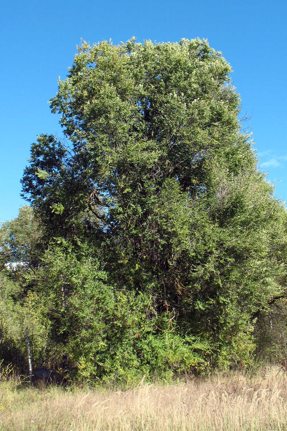 Image of Ulmus pumila specimen.