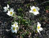 Anemonastrum sibiricum