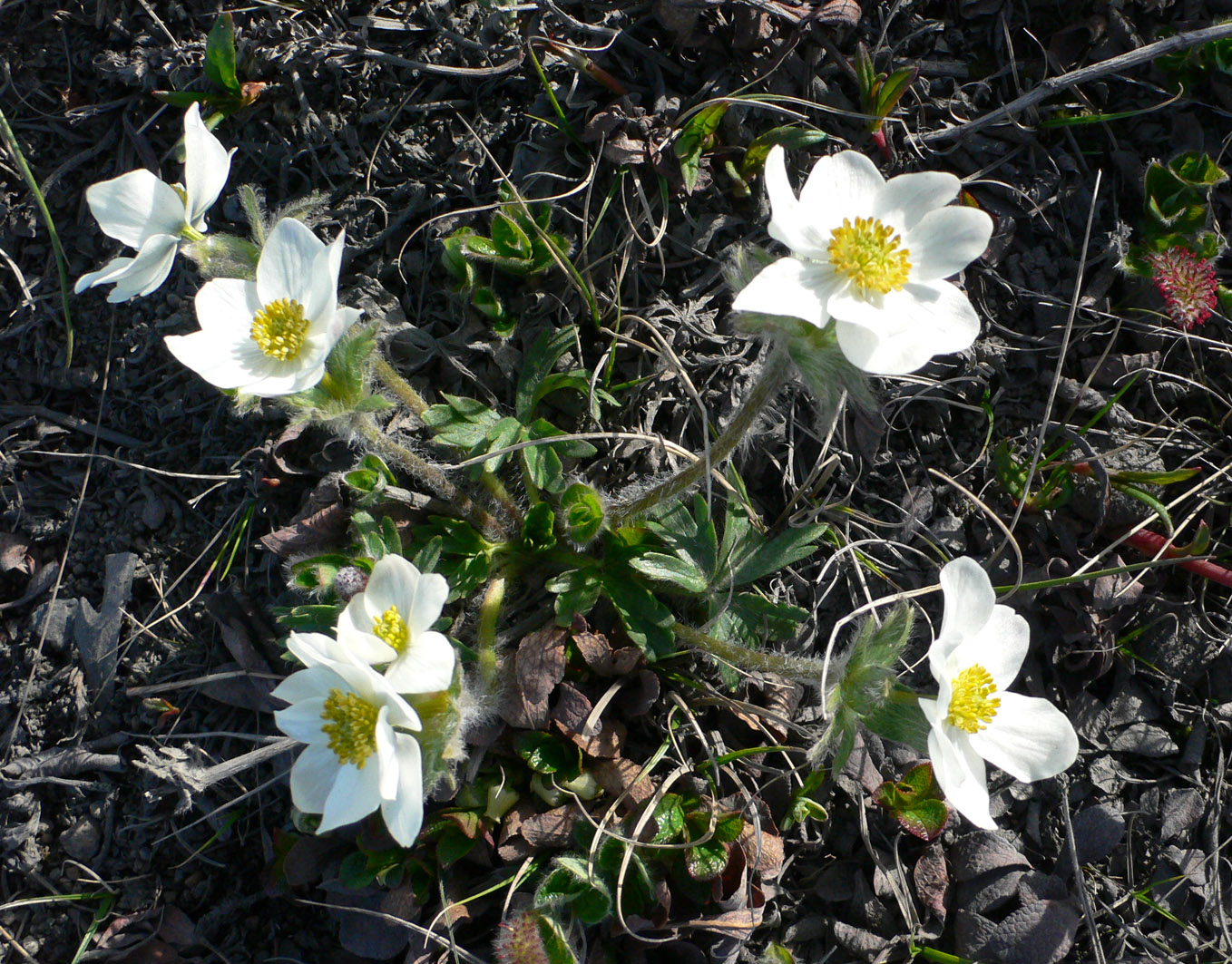 Изображение особи Anemonastrum sibiricum.