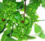 Diospyros virginiana