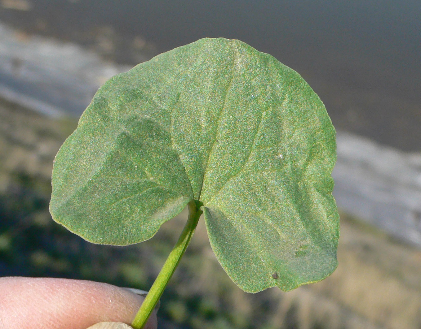 Image of Oxyria digyna specimen.