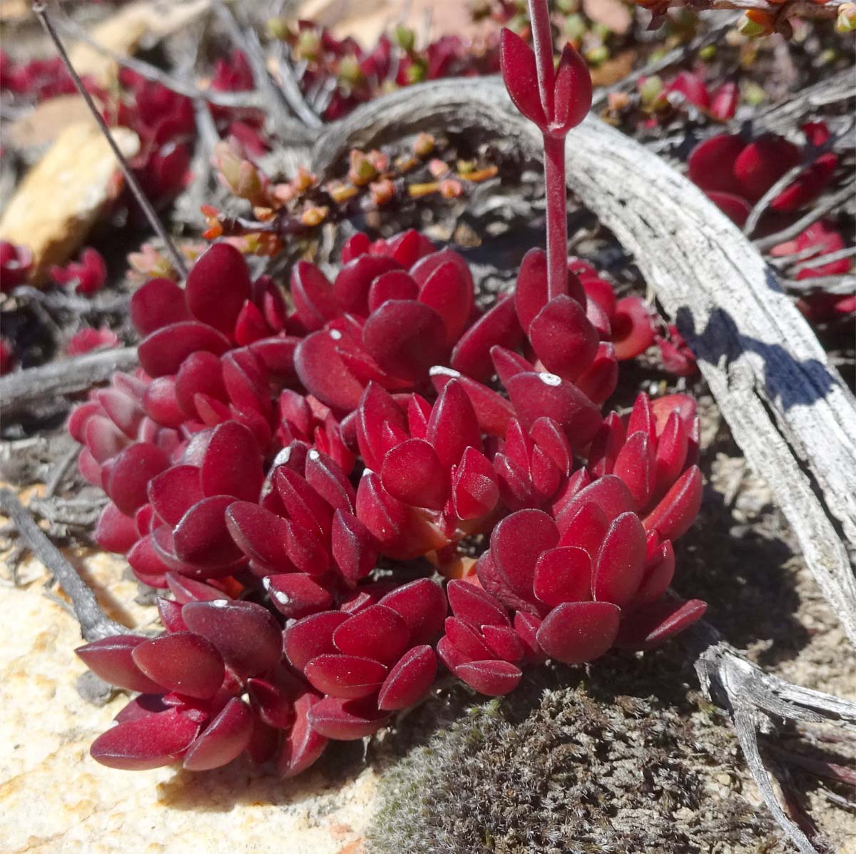 Image of Crassula atropurpurea specimen.