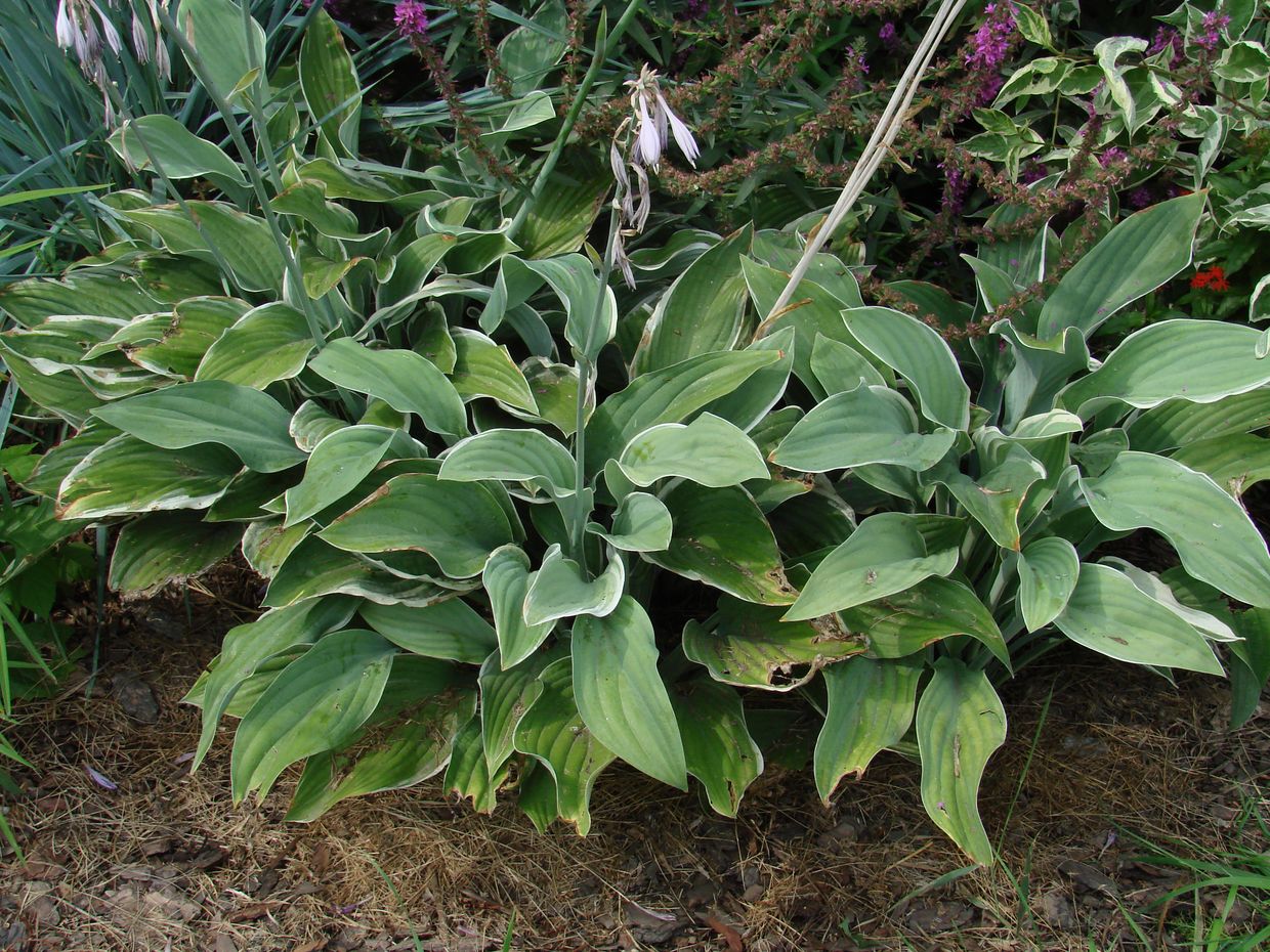 Изображение особи род Hosta.