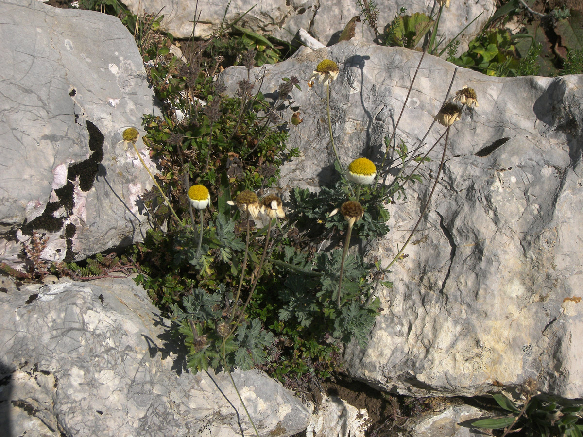 Image of Anthemis woronowii specimen.