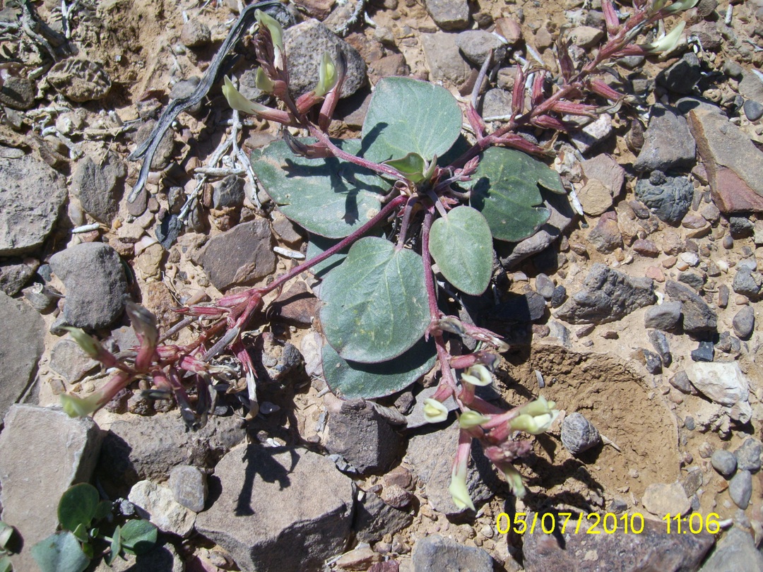 Image of Astragalus candolleanus specimen.