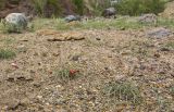 Ephedra gerardiana
