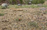 Ephedra gerardiana