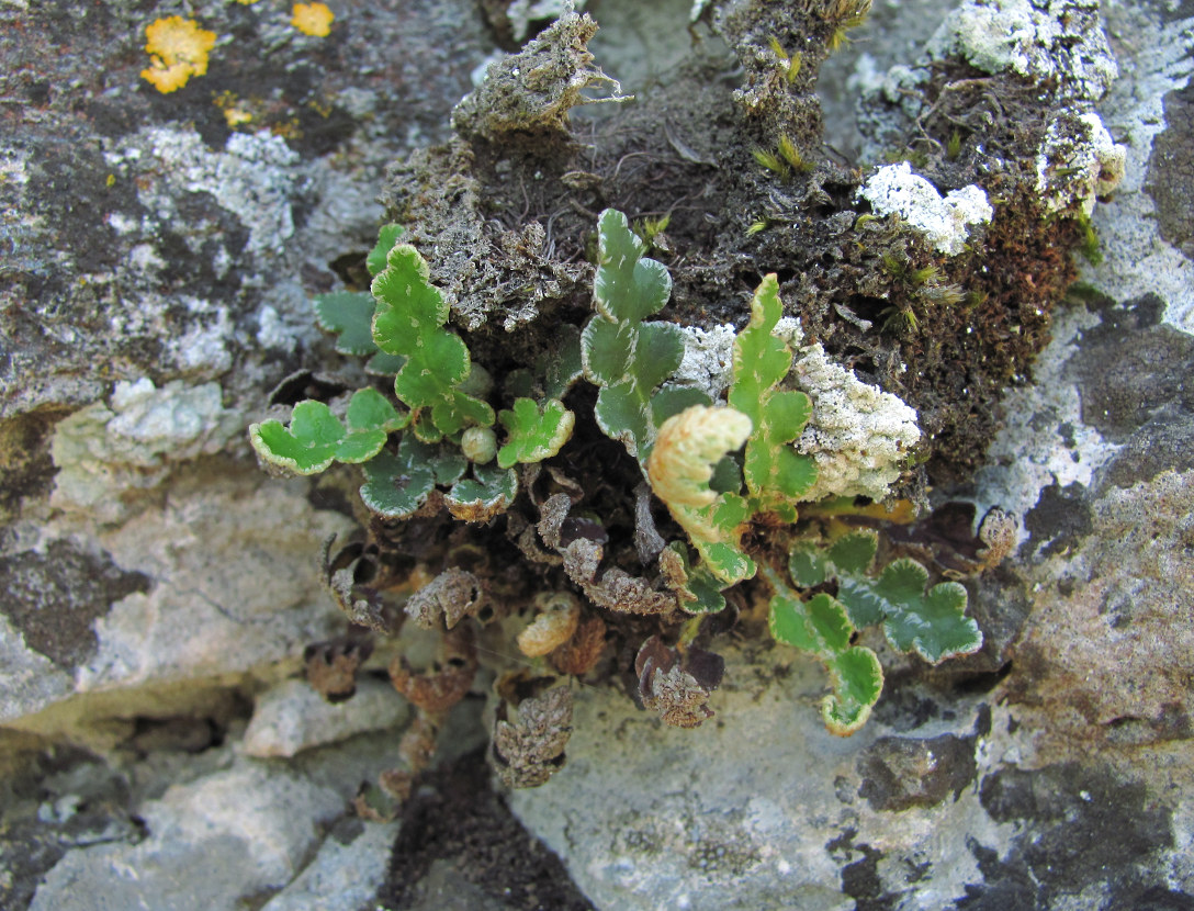 Image of Ceterach officinarum specimen.