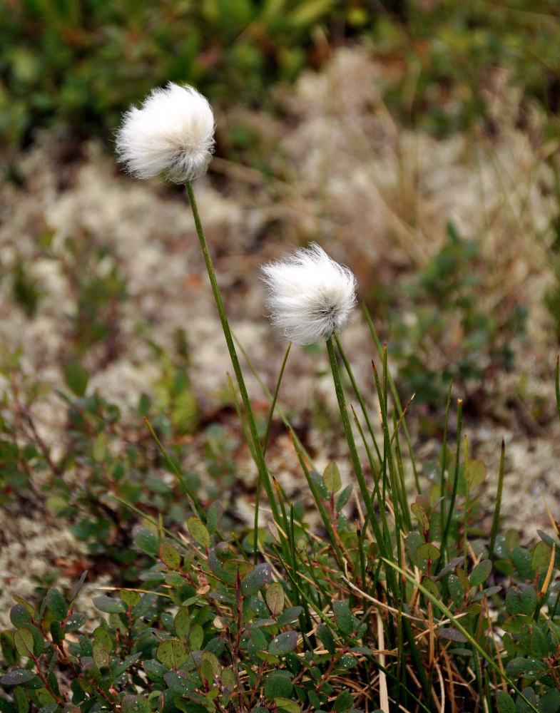 Изображение особи род Eriophorum.