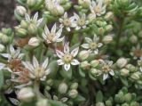 Sedum hispanicum