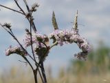 Goniolimon eximium. Соцветие с кормящимися бабочками (Melanargia russia, Hyponephele sp.), облокотившееся на цветонос и остатки прошлогоднего соцветия. Казахстан, Восточно-Казахстанская обл., Урджарский р-н, окр. с. Таскескен; северо-восточная кромка Балхаш-Алакольской котловины, денудационный шлейф юго-западных предгорий хребта Тарбагатай, пологоувалистая подгорная равнина в долине р. Каракол (из системы оз. Сасыкколь); нарушенная кустарниковая (Calophaca soongorica + Spiraea hypericifolia - Hulthemia persica) ксерофитноразнотравно-полынно-дерновиннозлаковая степь; выс. 640 м н.у.м. 22 июня 2018 г.