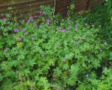 Geranium palustre. Цветущие растения, на переднем плане Filipendula ulmaria, на заднем плане Angelica sylvestris. Московская обл., Раменский р-н, пос. Ильинский, на улице у мелиоративной канавы. 13.07.2018.