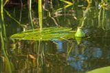 Nuphar lutea. Лист и плод. Беларусь, Витебская обл., оз. Езерище, западное побережье, прибрежное мелководье. 16.08.2018.