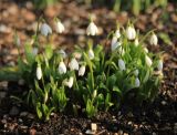 Galanthus woronowii