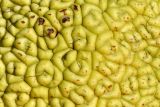Maclura pomifera