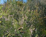 Erica multiflora