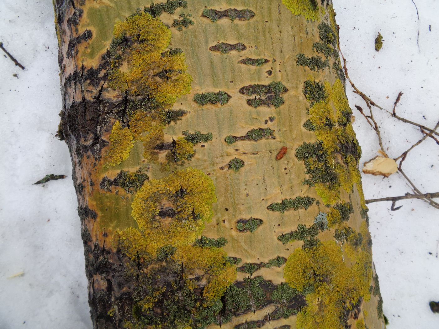 Image of Populus &times; sibirica specimen.