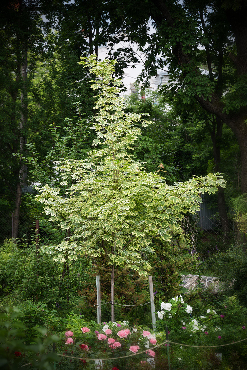 Image of Acer platanoides specimen.