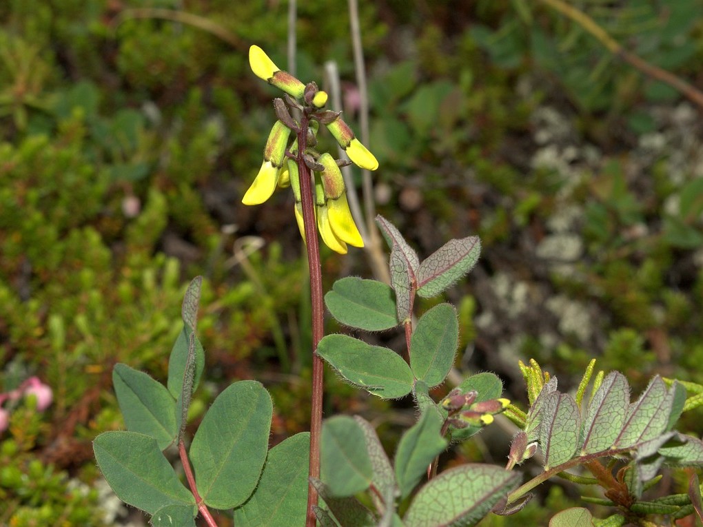 Image of Astragalus frigidus specimen.