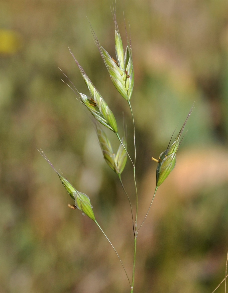 Image of genus Bromus specimen.