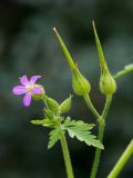 Geranium robertianum