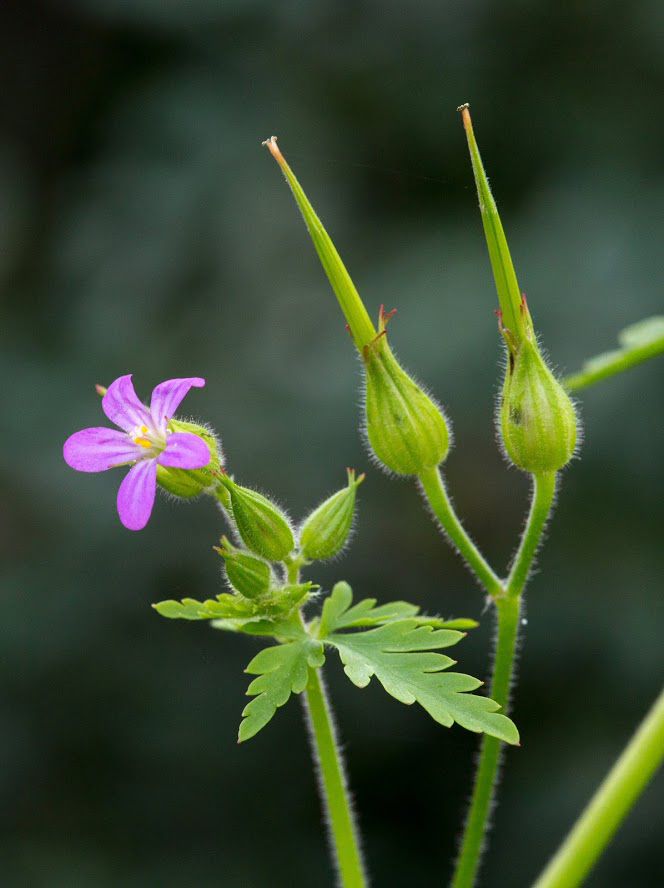 Image of Geranium robertianum specimen.