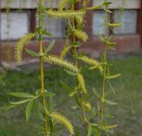 Salix babylonica