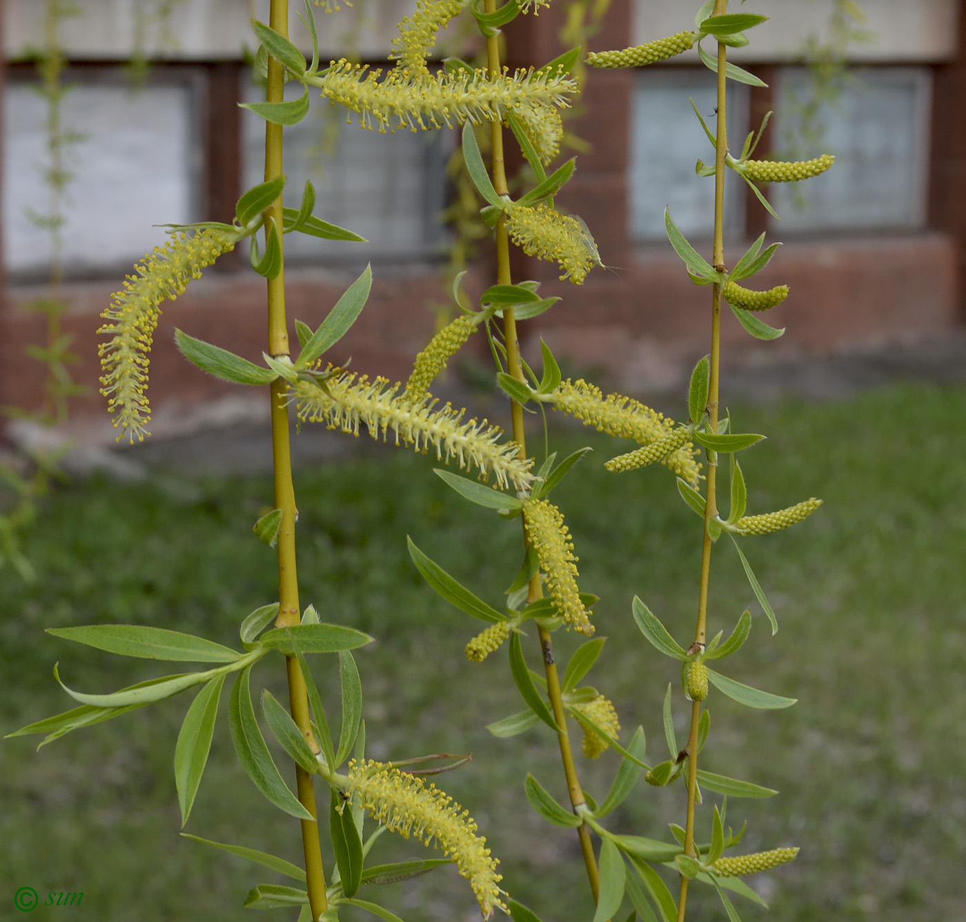 Image of Salix babylonica specimen.