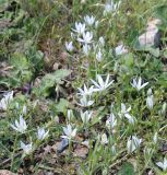 Ornithogalum transcaucasicum