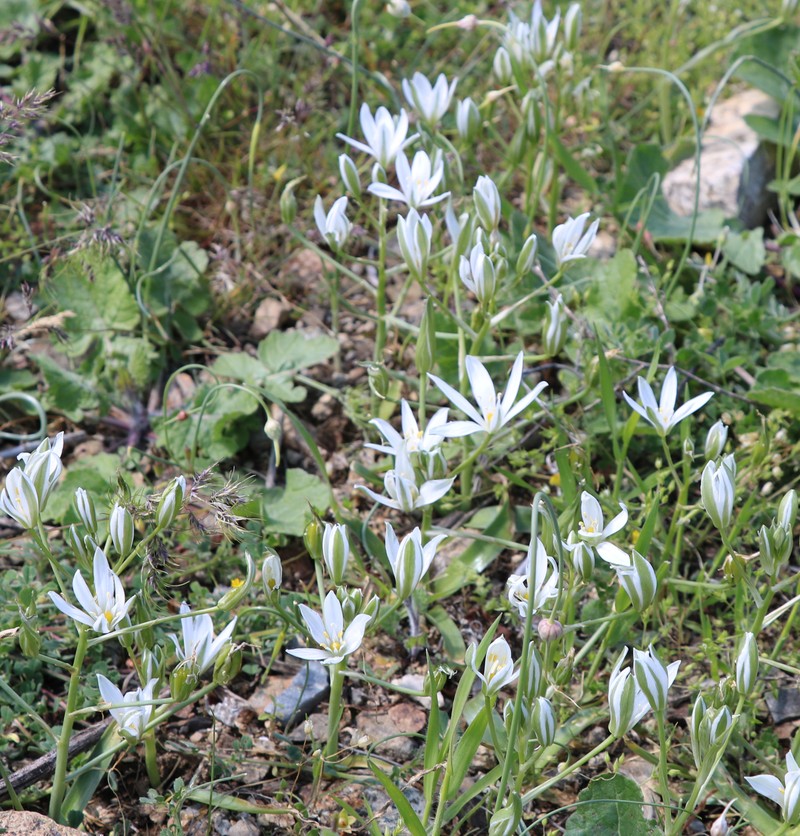 Изображение особи Ornithogalum transcaucasicum.