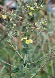 Lactuca serriola