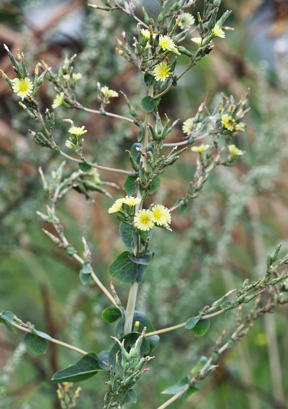 Изображение особи Lactuca serriola.