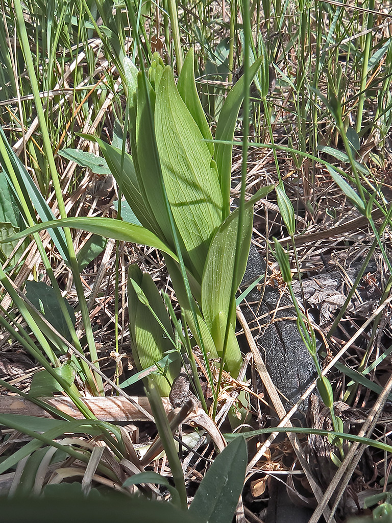 Изображение особи Lilium pilosiusculum.