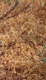 Reseda subspecies decursiva