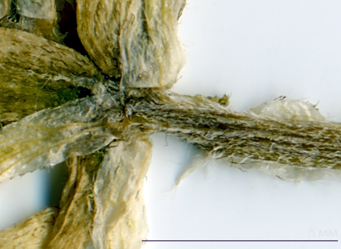 Image of Astragalus uliginosus specimen.