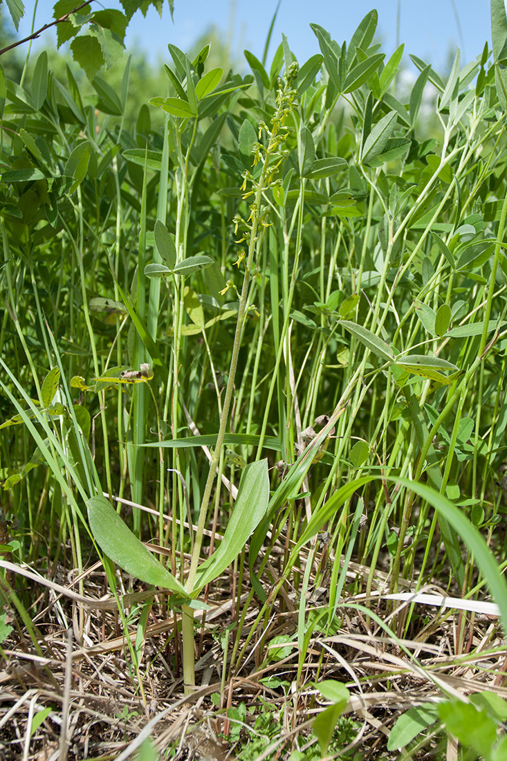 Image of Listera ovata specimen.