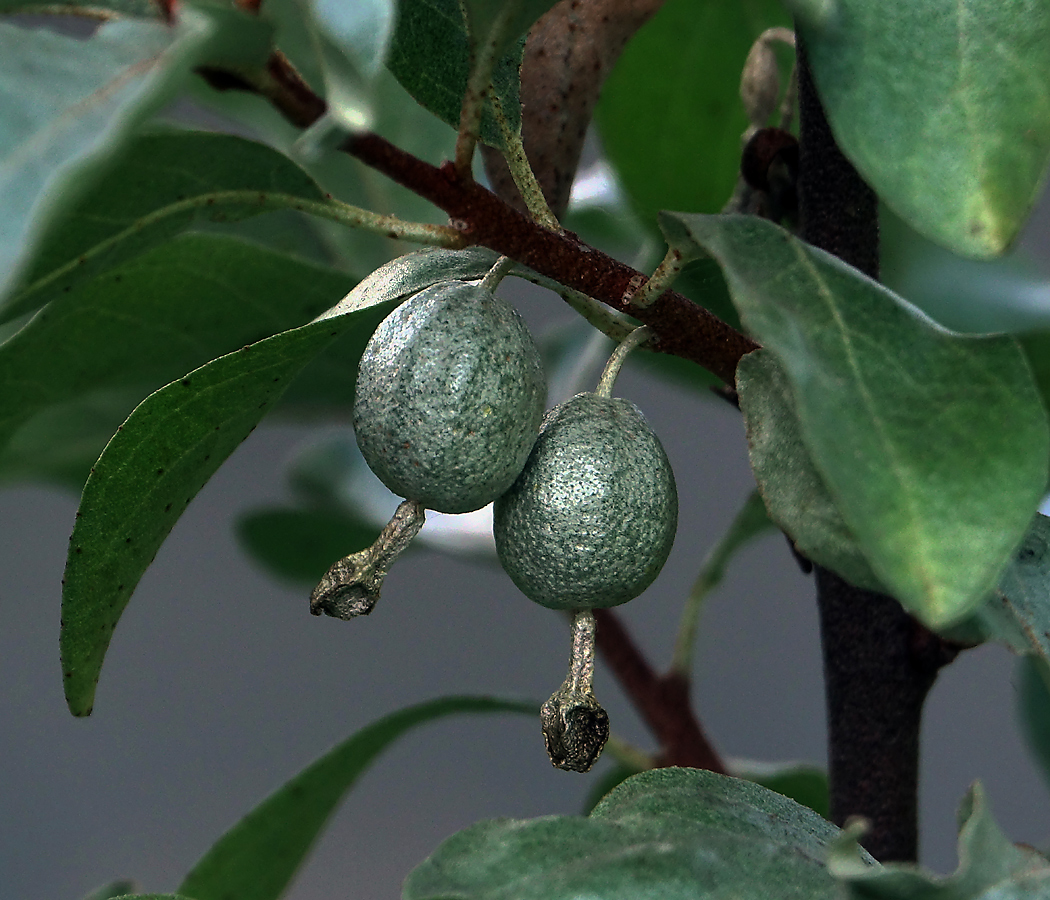 Image of Elaeagnus commutata specimen.