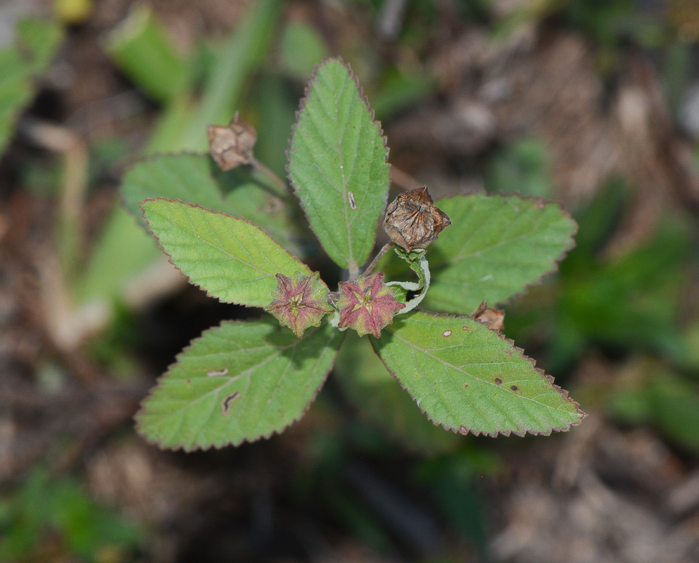 Изображение особи Sida rhombifolia.