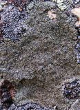 Aspicilia cinerea
