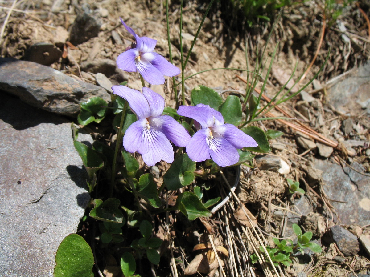 Изображение особи Viola macroceras.