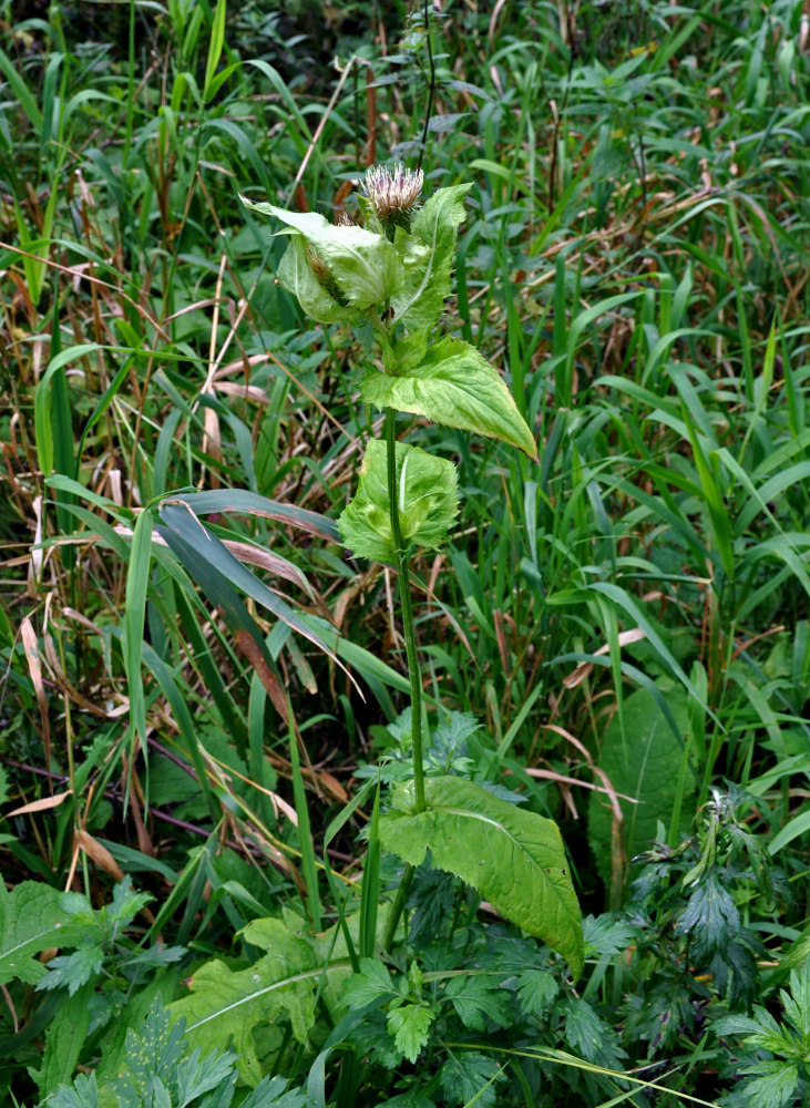 Image of Cirsium oleraceum specimen.