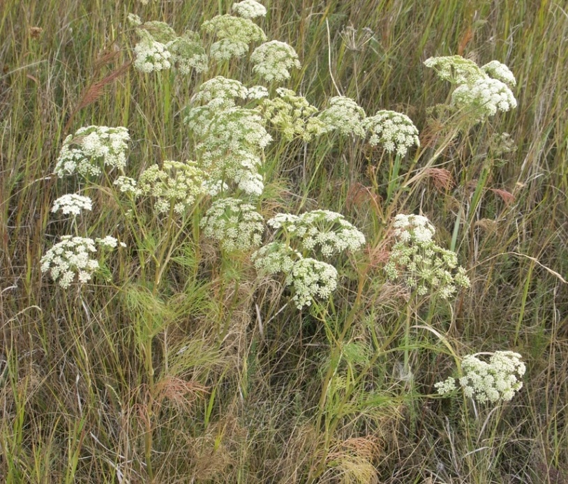 Image of Seseli strictum specimen.