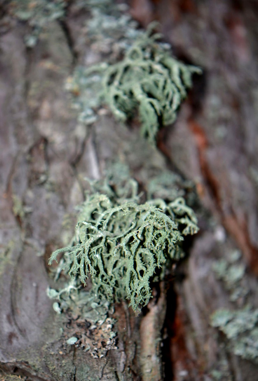 Изображение особи Evernia mesomorpha.