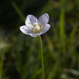 Parnassia palustris