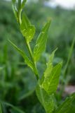 genus Hesperis. Часть побега. Краснодарский край, Мостовский р-н, ур. Бароновы поляны, субальпийский луг. 11.06.2019.