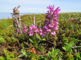 Pedicularis lanata. Отцветающие растения. Берингово море, Карагинский зал., о. Верхотурова, тундра. 17.06.2019.