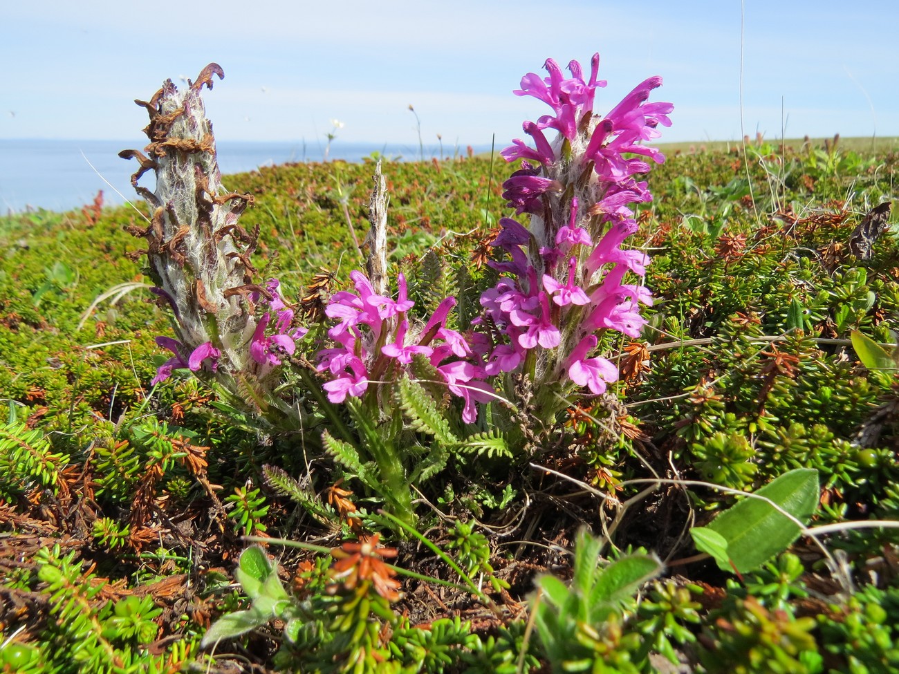 Изображение особи Pedicularis lanata.