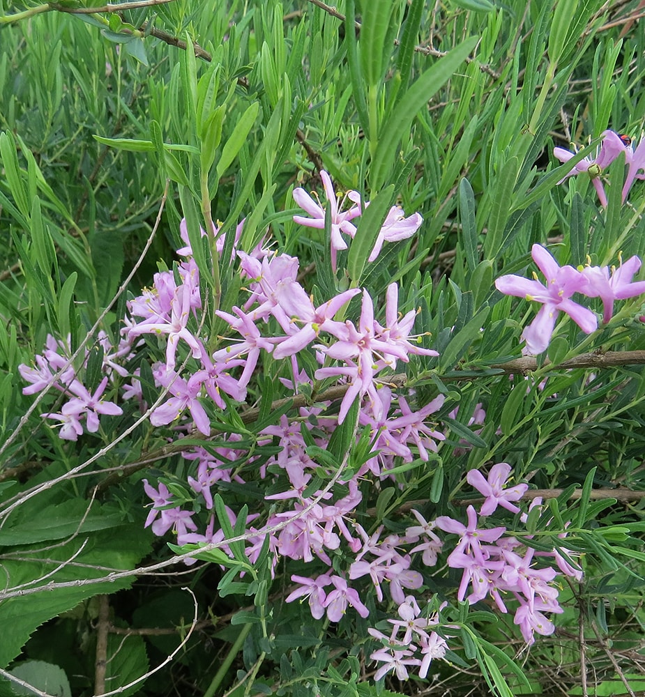 Изображение особи Lonicera alberti.