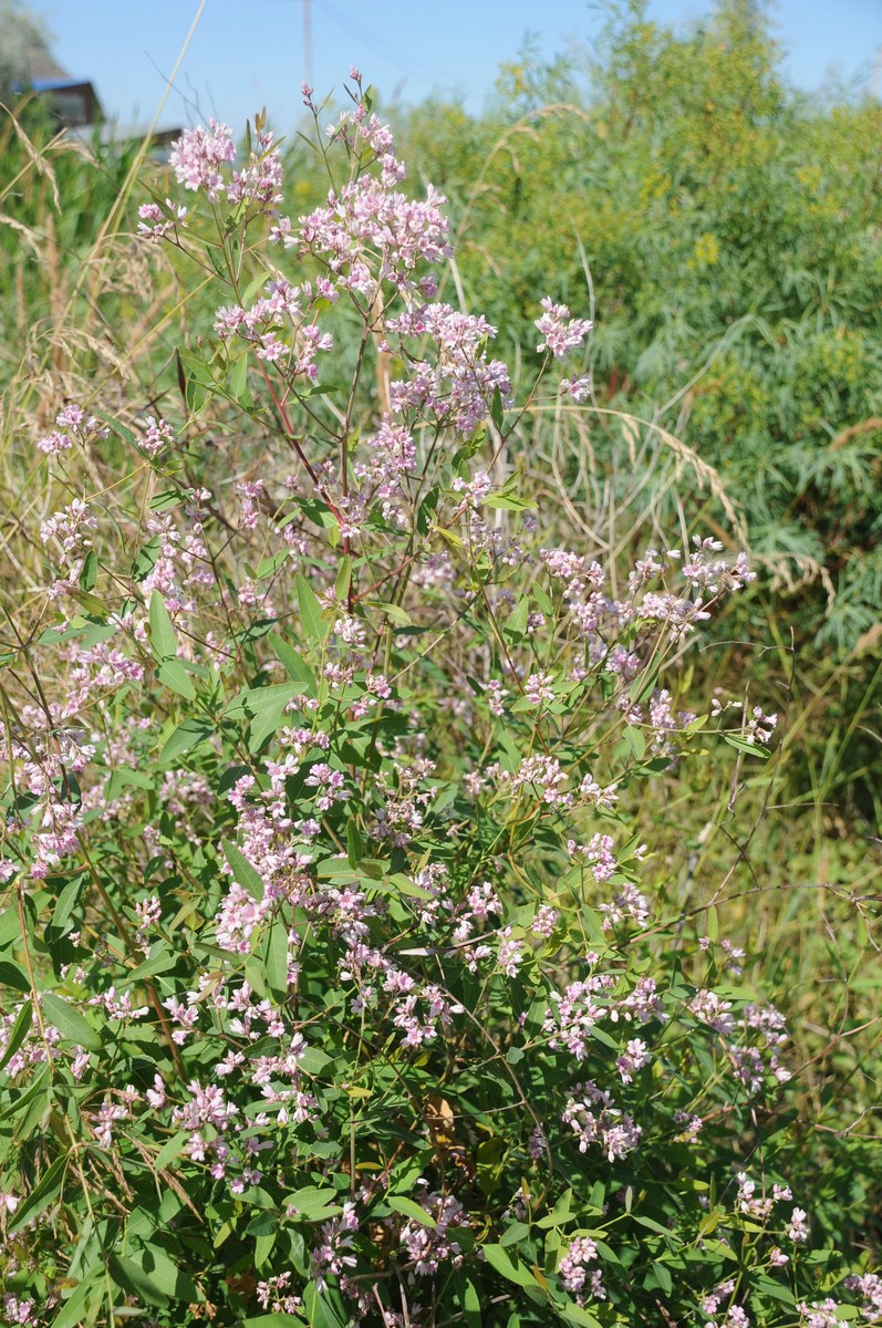 Изображение особи Trachomitum lancifolium.